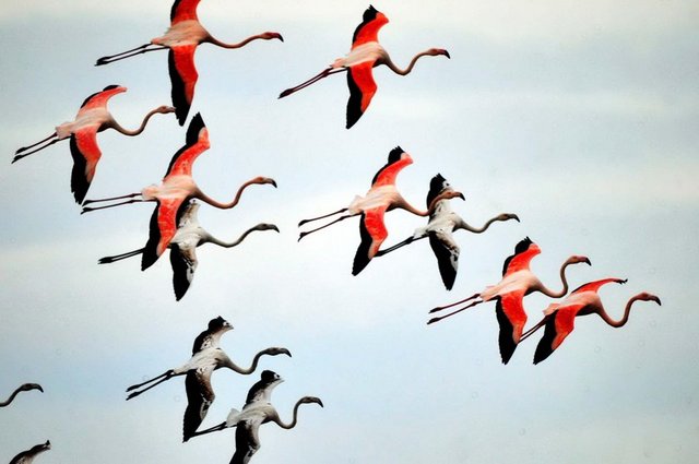 Büyüleyici flamingo dansı