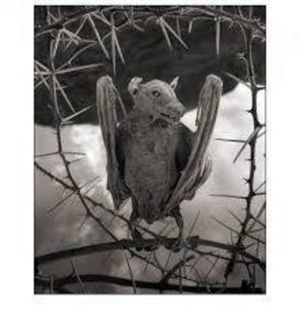 5a5f0e3701e3825c3b4a541160a8c87d_k.jpg?1