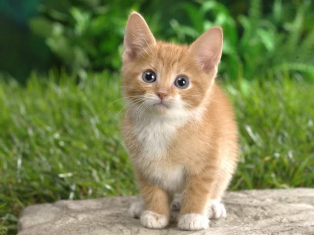 бесплатно скачать кот ик бесплатно скачать кот ик