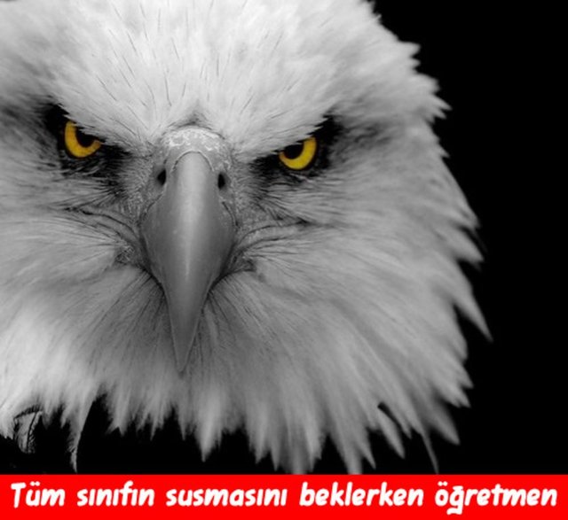 c98a1f7d74bcdfc3136cdd375b875ca3_k.jpg