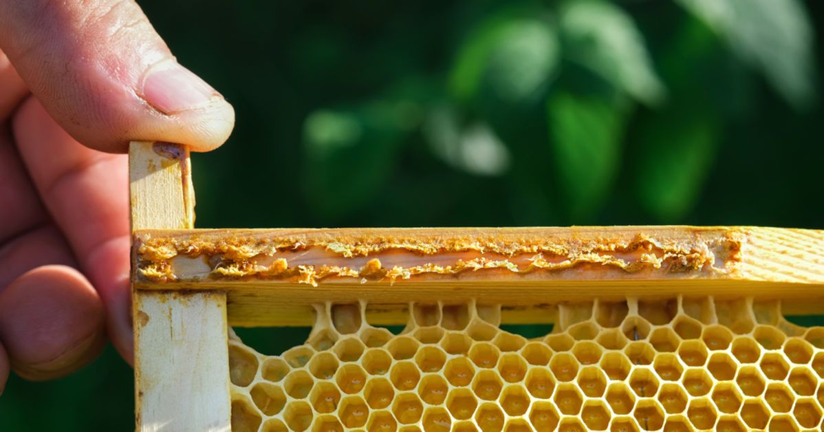 Propolis Cilde Faydaları ve Zararları Nedir Propolis Cilde Sürülür Mü