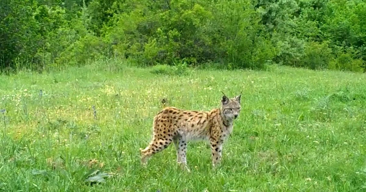 Yaban Hayat Fotokapanlarda