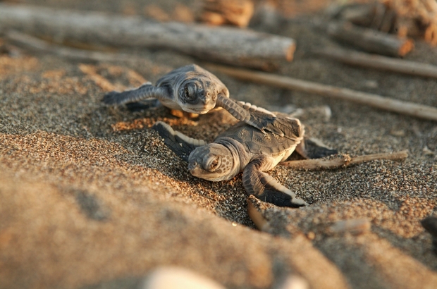 Kisteknősök futnak a tengerhez - Forrás: haberturk