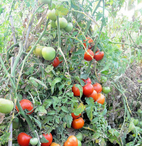Domates o kanseri önlüyor Domates o kanseri önlüyor