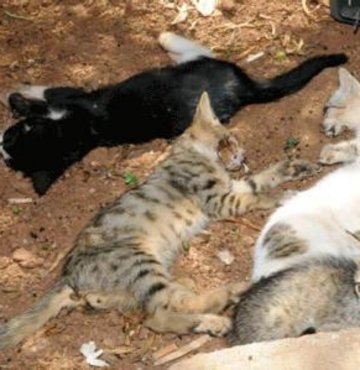 Antalya'da hayvan katliamı