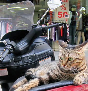 Kedilerin iflah olmaz motosiklet sevgisi 