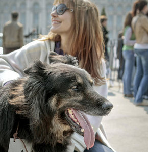 Romanya, başıboş köpekleri öldürecek