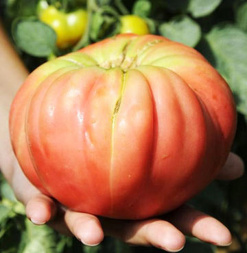 Türkiye'nin en büyük pembe domatesi!