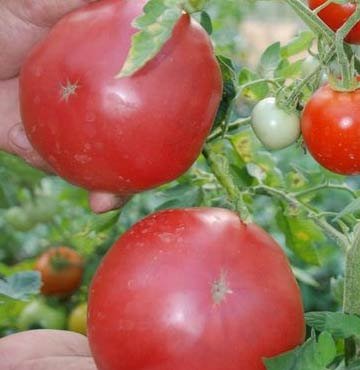 İsrail domatesine rakip: Pembe domates!