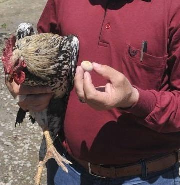 Horoz Yumurtladi Mus Ta Horoz Yumurtladi Horoz Hakki Yumurtladi Horoz Yumurtlar Mi Horozun Yumurtlamasi Horoz Yumurtladi Mus Ta Horoz Yumurtladi Horoz Hakki Yumurtladi Horoz Yumurtlar Mi Horozun Yumurtlamasi