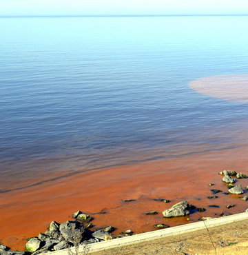 Zonguldak Taki Turuncu Kirmizi Renkli Tabakanin Nedeninin Yakamoz Ozelligine Sahip Tek Hucreli Dinoflagellat Turu Noctiluca Scintillans Oldugu Tespit Edildi