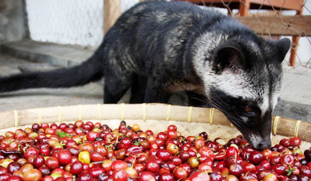 dünyanın en pahalı kahvesi, kopi luwak, endonezya, kahve, civet Yaşam
