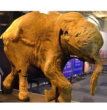 42 bin yıllık mamut yavrusu Londra'da sergileniyor