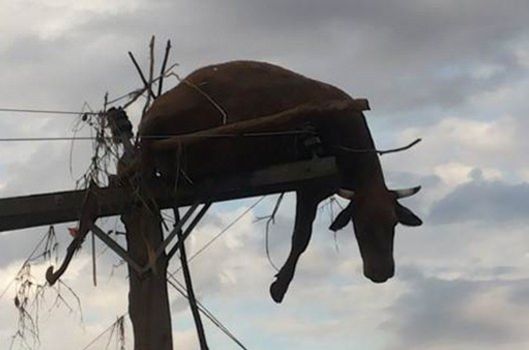 Sele kapılan inek direkte ölü bulundu