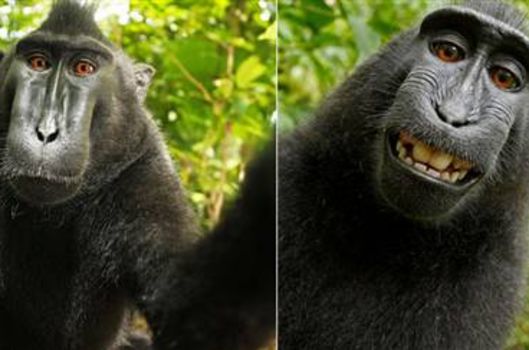 Maymun ‘selfie’si tartışma yarattı