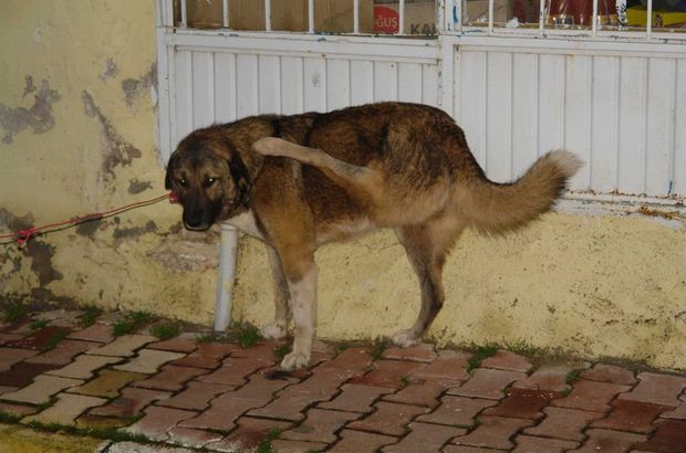 Ters bacaklı sahipsiz köpek ameliyat ettirilecek