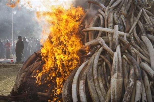 Kenya'da 15 ton fil dişi yakıldı