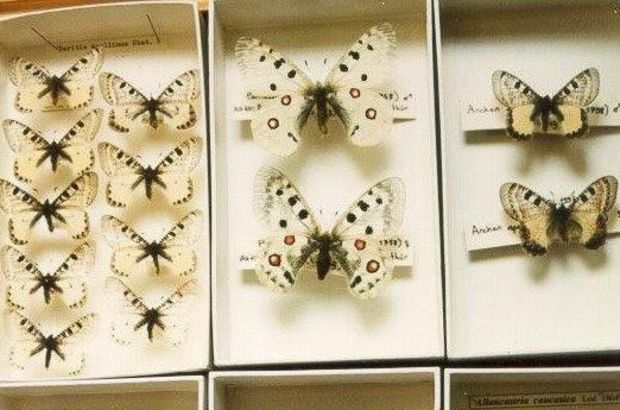 54 yeni böcek türü tespit edildi