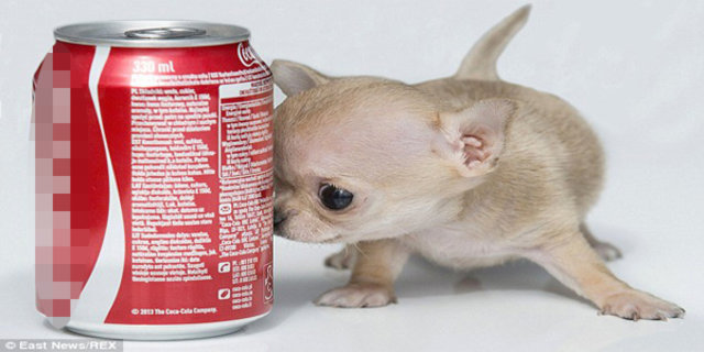 Dunyanin En Kucuk Chihuahua Cinsi Kopegi Polonya Da Dunya Haberleri