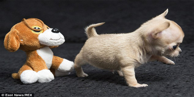 Dunyanin En Kucuk Chihuahua Cinsi Kopegi Polonya Da Dunya Haberleri