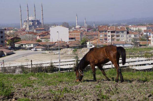 Şehri atlar bastı, sorunu kim çözecek belli değil