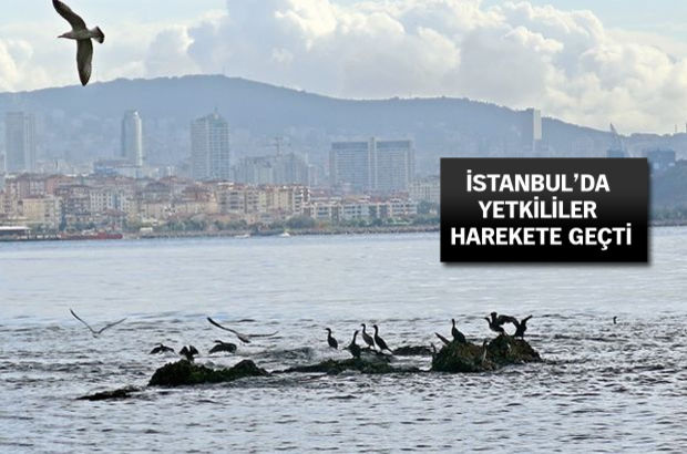 İstanbul'da kayıp ada ortaya çıkarılıyor!