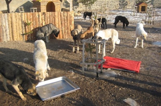Pendik Belediyesi tarafından köpeklere her gün 500 kg yiyecek verilecek