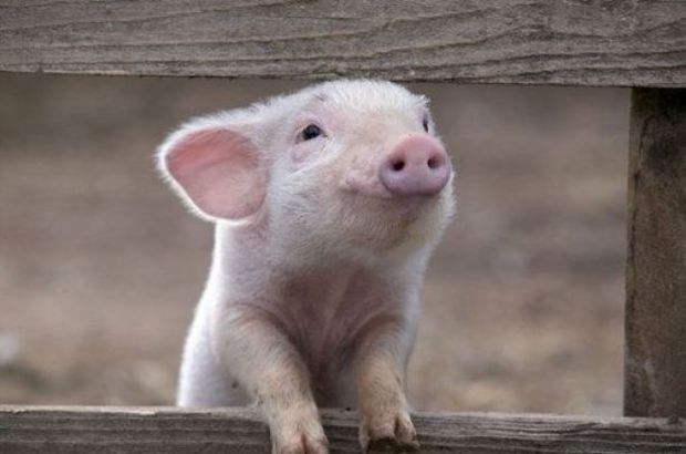 İspanya'da iki adamın 72 domuzu üzerlerinde zıplayarak öldürdüğü ortaya çıktı