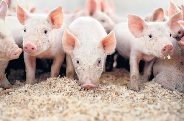 Danimarka'da okul ve kreşlerde zorunlu domuz eti!
