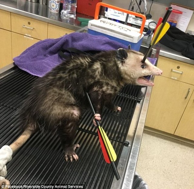 Baş ve gövdesinden vurulan ve geçtiğimiz Cuma günü Kaliforniya'da bir kavşakta bulunan Keseli sıçan, Hayvan Kontrol Memuru Jennifer Selter ve bir vete