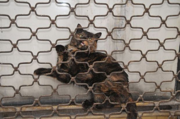 Yüksekova'da kedi kurtarma operasyon