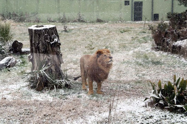 Bursa'da aslanlara kar beslemesi