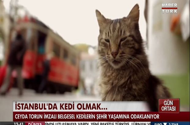 İstanbul'da kedi olmak