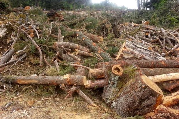 Antalya'da sedir ormanı katliyamı