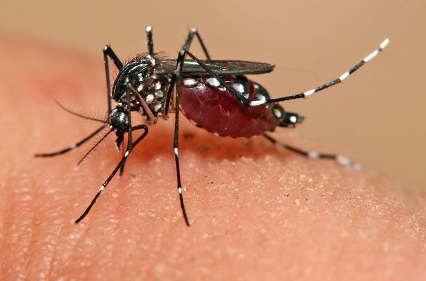 Brezilya'ya tatile giden Japon gençte Zika virüsü bulundu