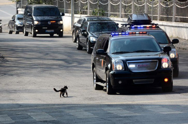 Cumhurbaşkanı Erdoğan'ın konvoyuna kedi sürprizi