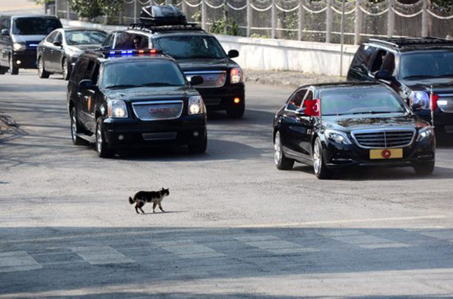 Cumhurbaşkanı Erdoğan'ın konvoyuna kedi sürprizi