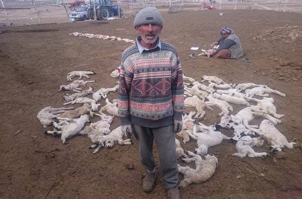Kayseri'de yanlış iğne 200 kuzuyu telef etti iddiası