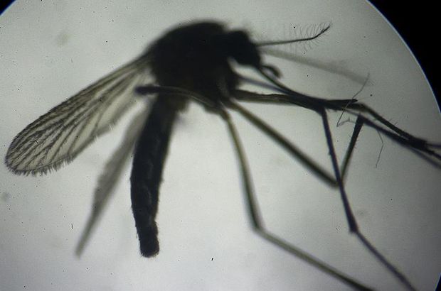 Bangladeş’te ilk Zika vakası görüldü