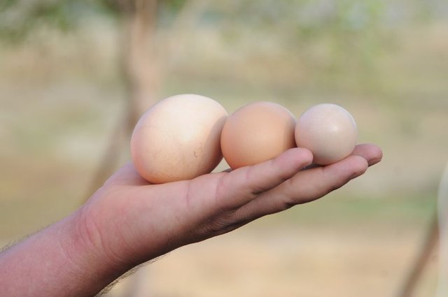 Felce karşı günde 1 yumurta tüketin!