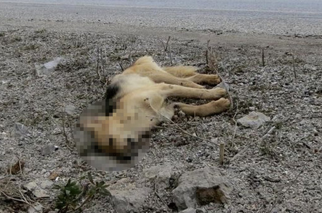 Antalya'da yol kenarına bırakılan köpekler açlıktan ve soğuktan ölüyor