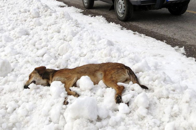 Antalya'da yol kenarına bırakılan köpekler açlıktan ve soğuktan ölüyor