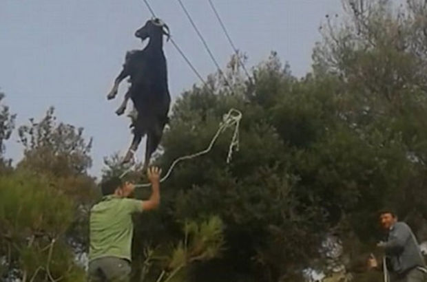 Boynuzlarında telefon tellerine asılan keçi kurtarıldı