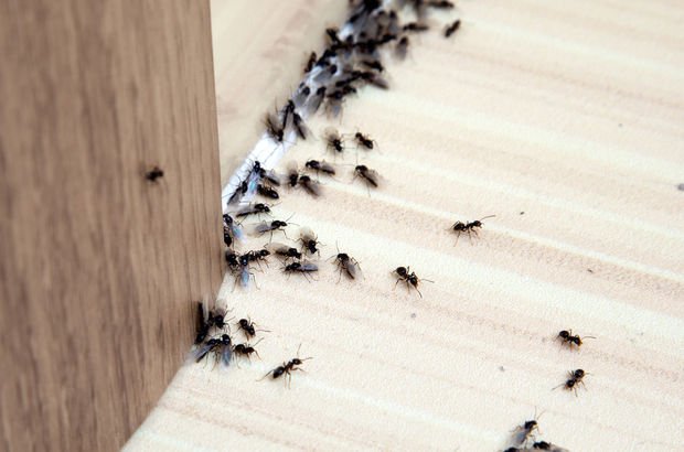 Karıncalara zarar vermeden kurtulmanın yolları!