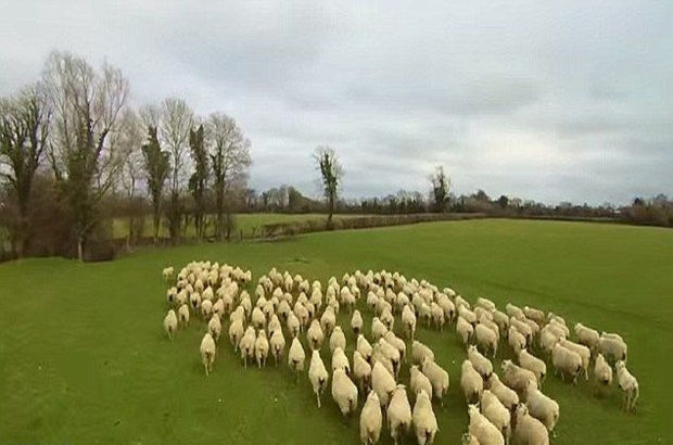 "Ot çok" diye koyunları askeri bölgeye sokunca...