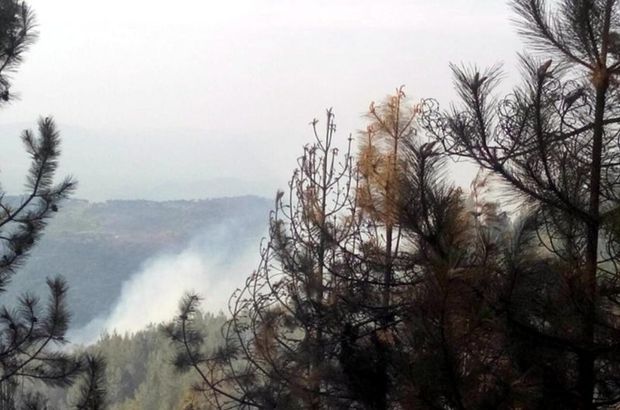 Aydın'daki orman yangını