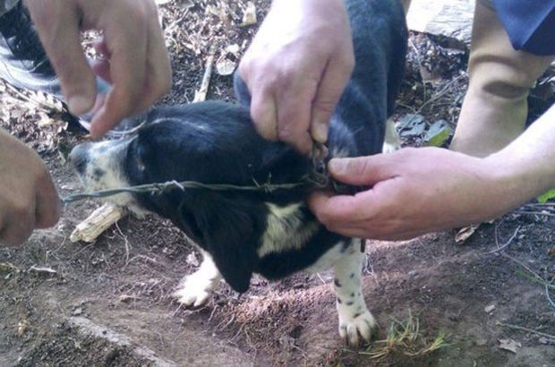 Sinop'ta tel örgüye takılan yavru köpek 3 gün sonra kurtarıldı