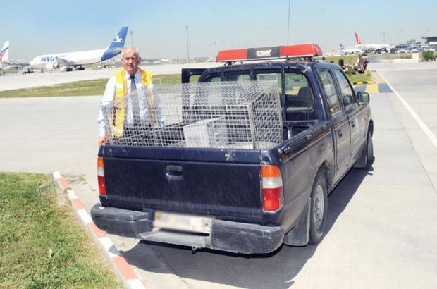 Atatürk Havalimanı'nda köpek timi