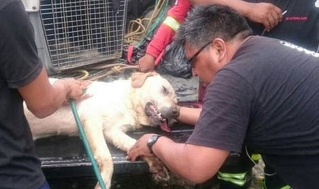 Ekvador'da bir köpek, arama kurtarma çalışmaları sırasında öldü