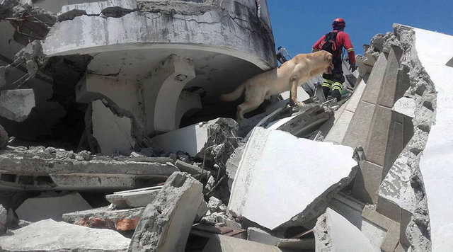 Ekvador'da bir köpek, arama kurtarma çalışmaları sırasında öldü